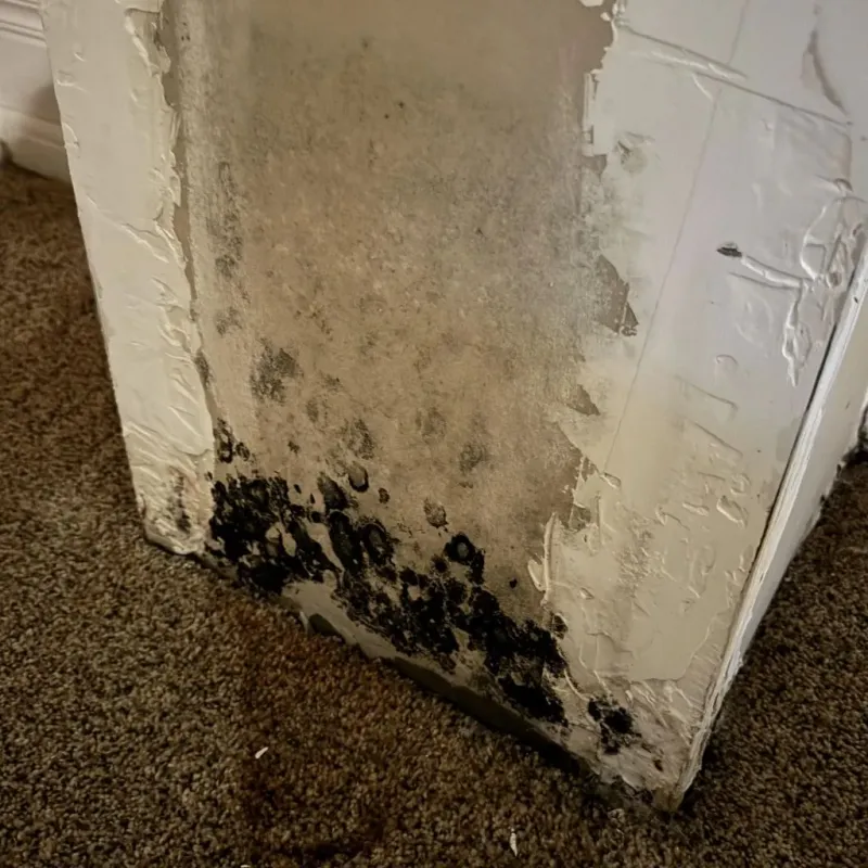 Professional Mold Removal in Arlington, OH
